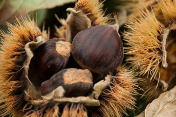 Castagnata Amici delle Vecchie Macchine Agricole