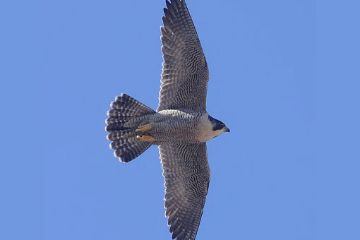 Gli uccelli di Mendrisio da Luigi Lavizzari al XXI secolo