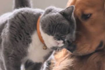 Animali domestici e società 2.0: affetto, tecnologia e convivenza.
