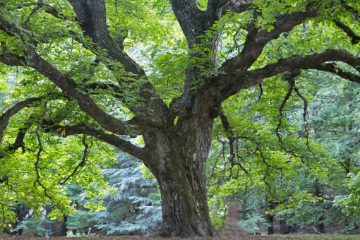 L’albero dell’inclusione