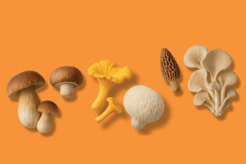Funghi. Conosciamoli!