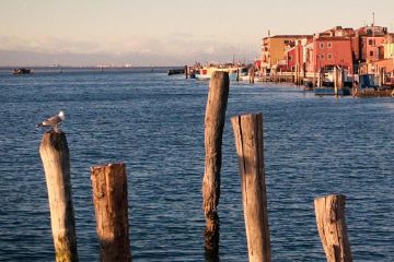 Venezia è laguna