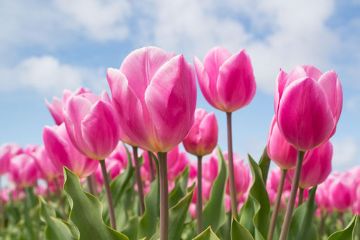 Vendita solidale di tulipani