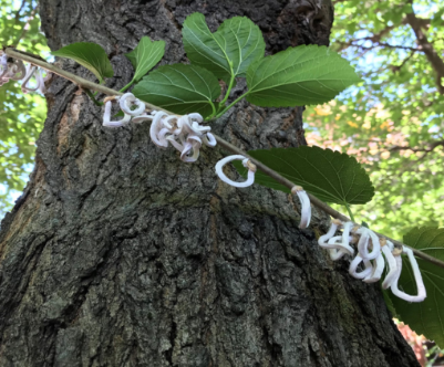 Cocciniglia dai filamenti cotonosi a Mendrisio: controlli dopo la caduta delle foglie.