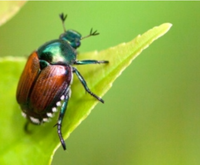 Coleottero giapponese (Popillia japonica)