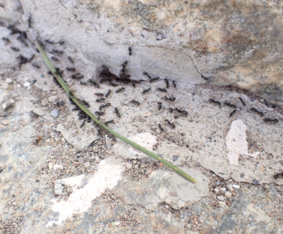 Formica esotica invasiva Tapinoma magnum 