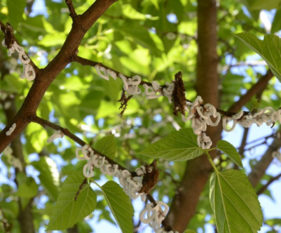 Cocciniglia dai filamenti cotonosi: Takahashia Japonica 