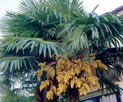 Palma di Fortune: eliminazione delle infiorescenze a tutela della biodiversità