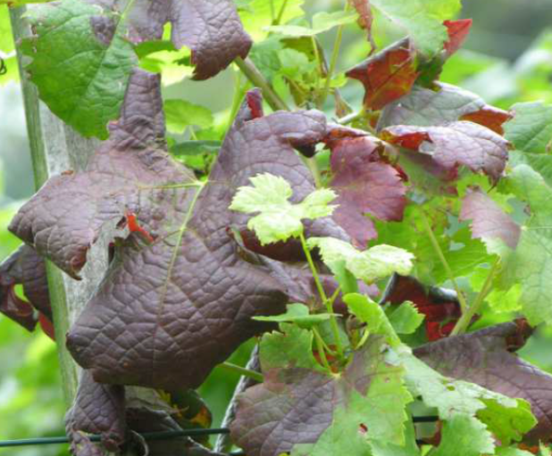 Flavescenza dorata