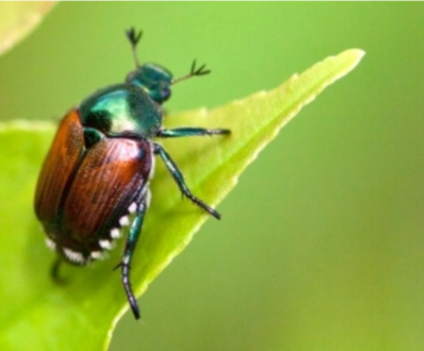 Coleottero giapponese (Popillia japonica)