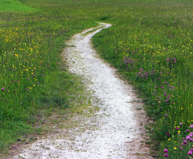 Rettili nei prati e nei giardini