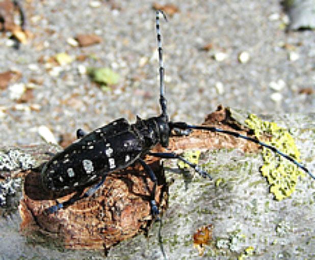Tarli asiatici