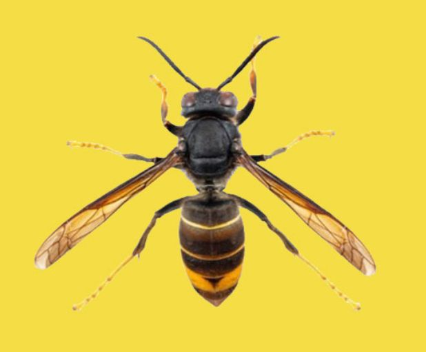 Vespa velutina: la minaccia del Calabrone asiatico si avvicina al Ticino.
