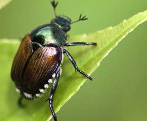 Coleottero giapponese