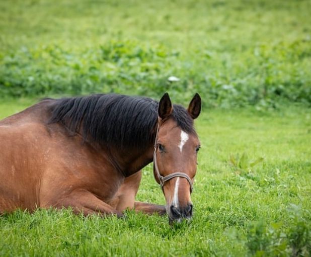 Obbligo di annuncio della detenzione di animali da compagnia o da allevamento